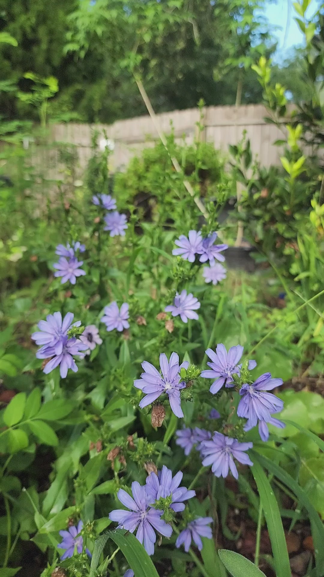 Chicory - Live Plant