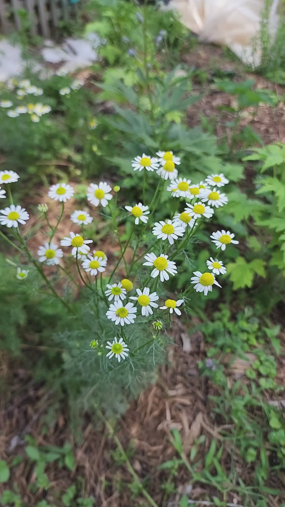 Chamomile "Roman" - Live Plant