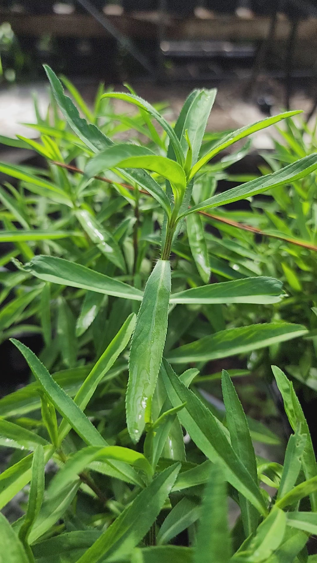 Tarragon "Mexican" - Live Plant