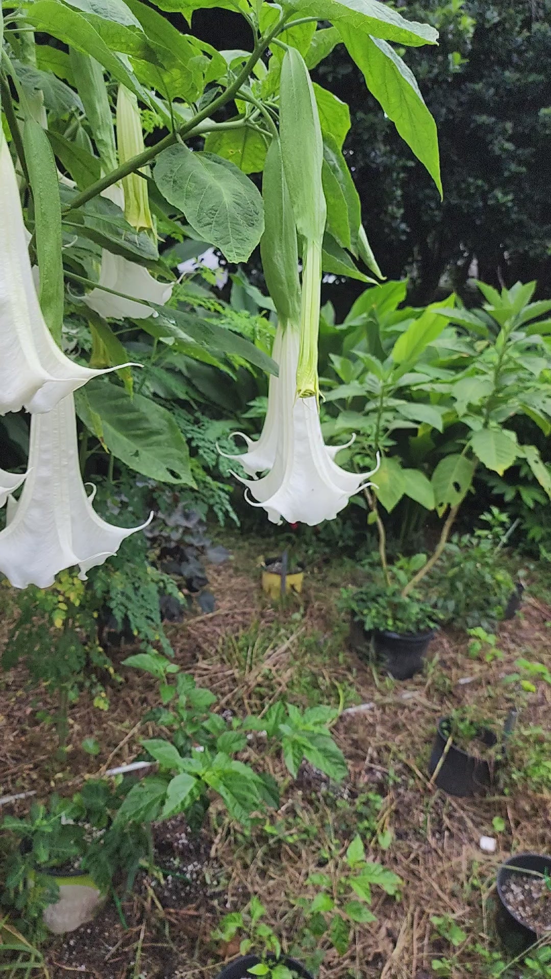 Angel's Trumpet "Giant White" - Live Plant