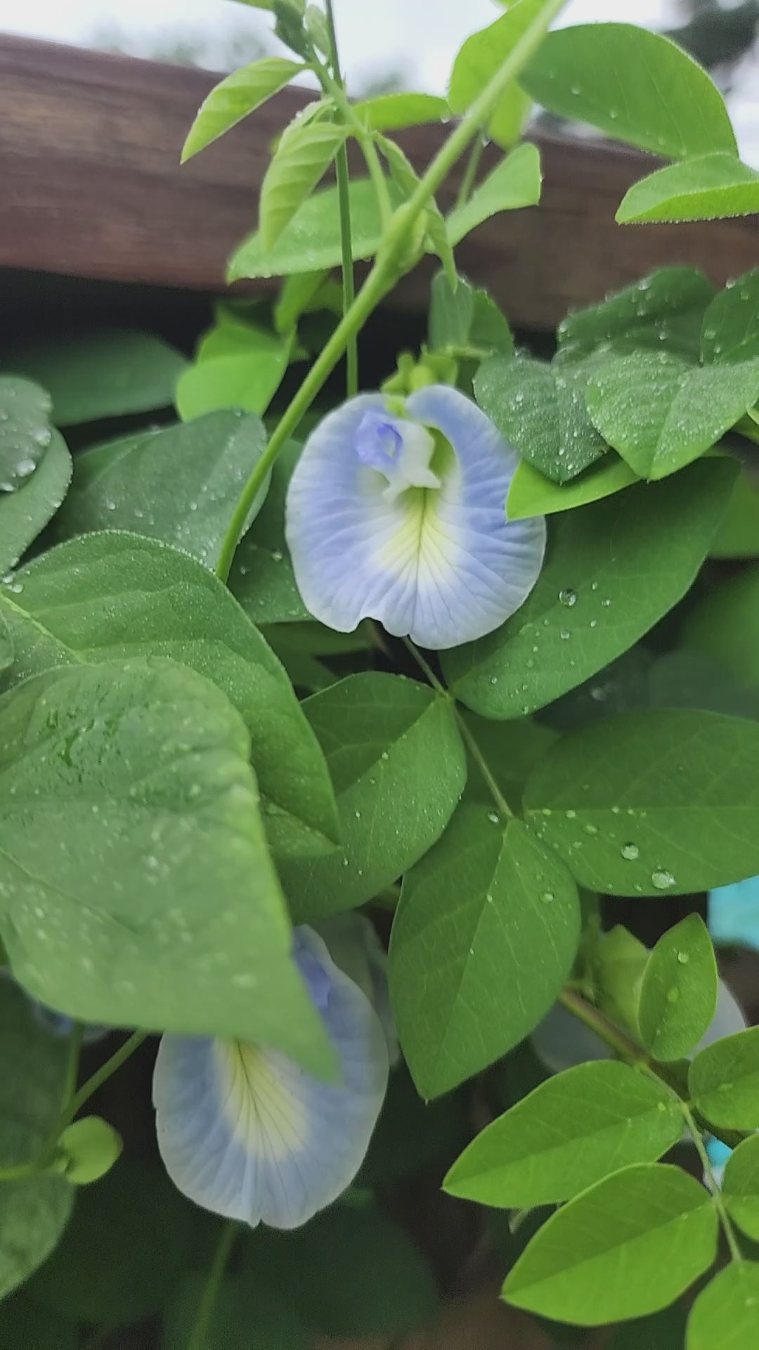 Butterfly Pea "Peak a Blue" - Live Plant