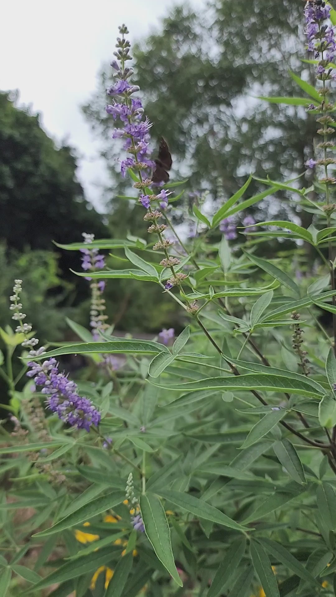 Chaste or Vitex Tree - Live Plant