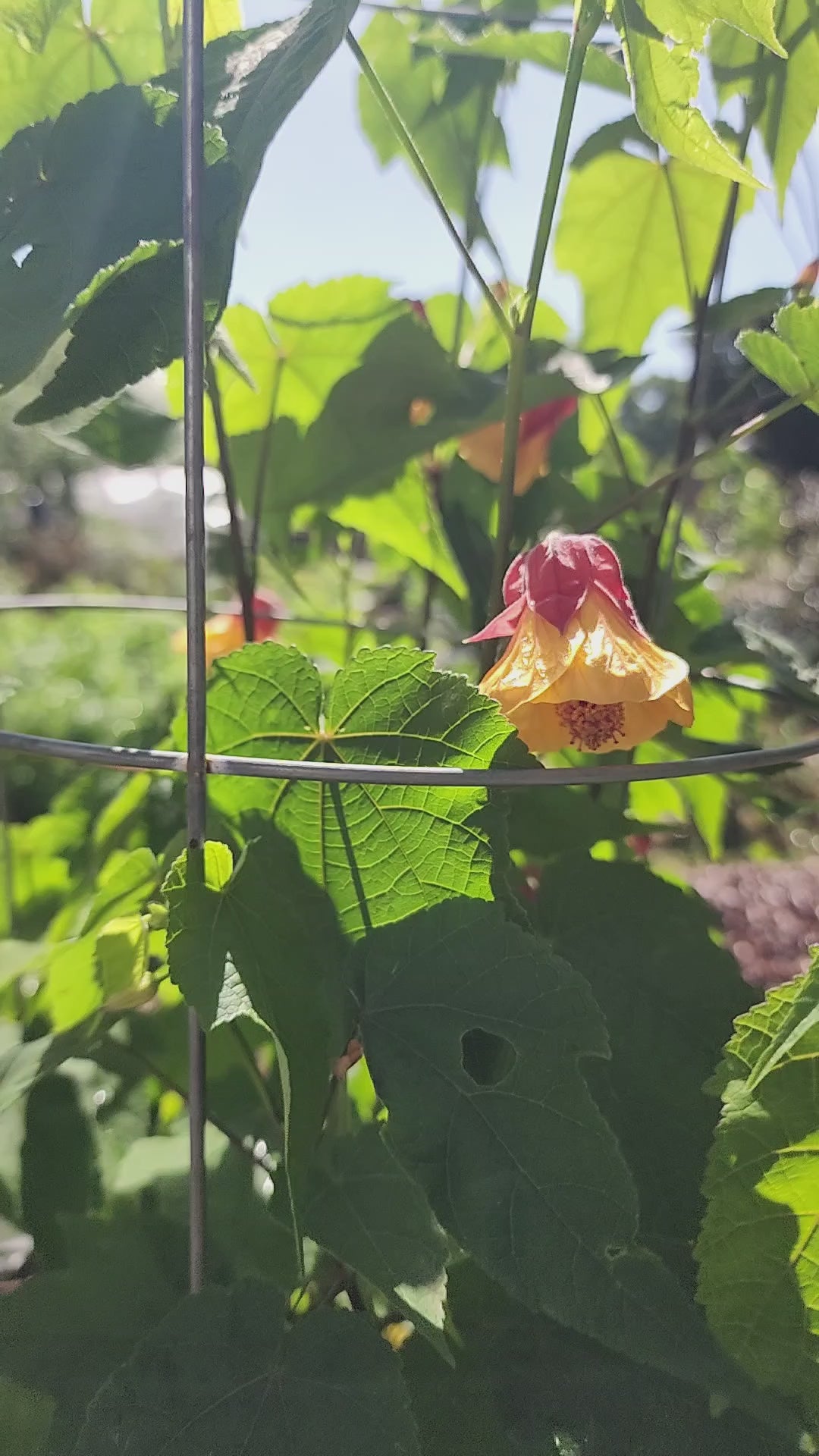 Abutilon "Marilyn's Choice" - Live Plant