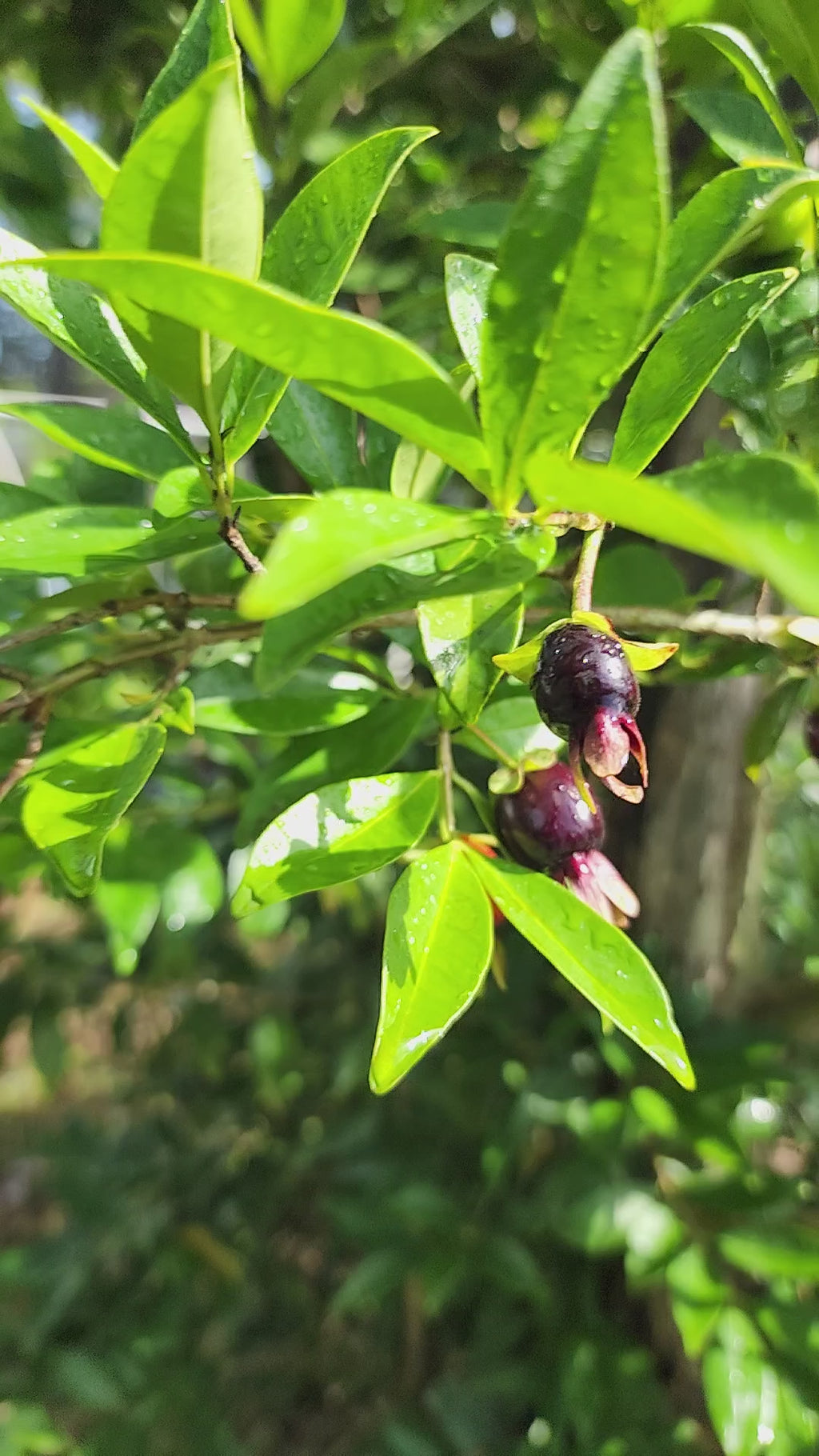 Cherry of the Rio Grande - Live Plant