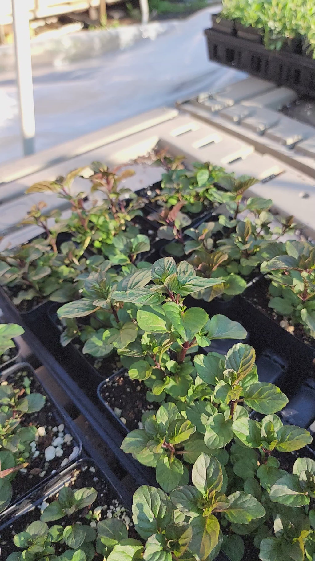 Mint "Lavender" - Live Plant