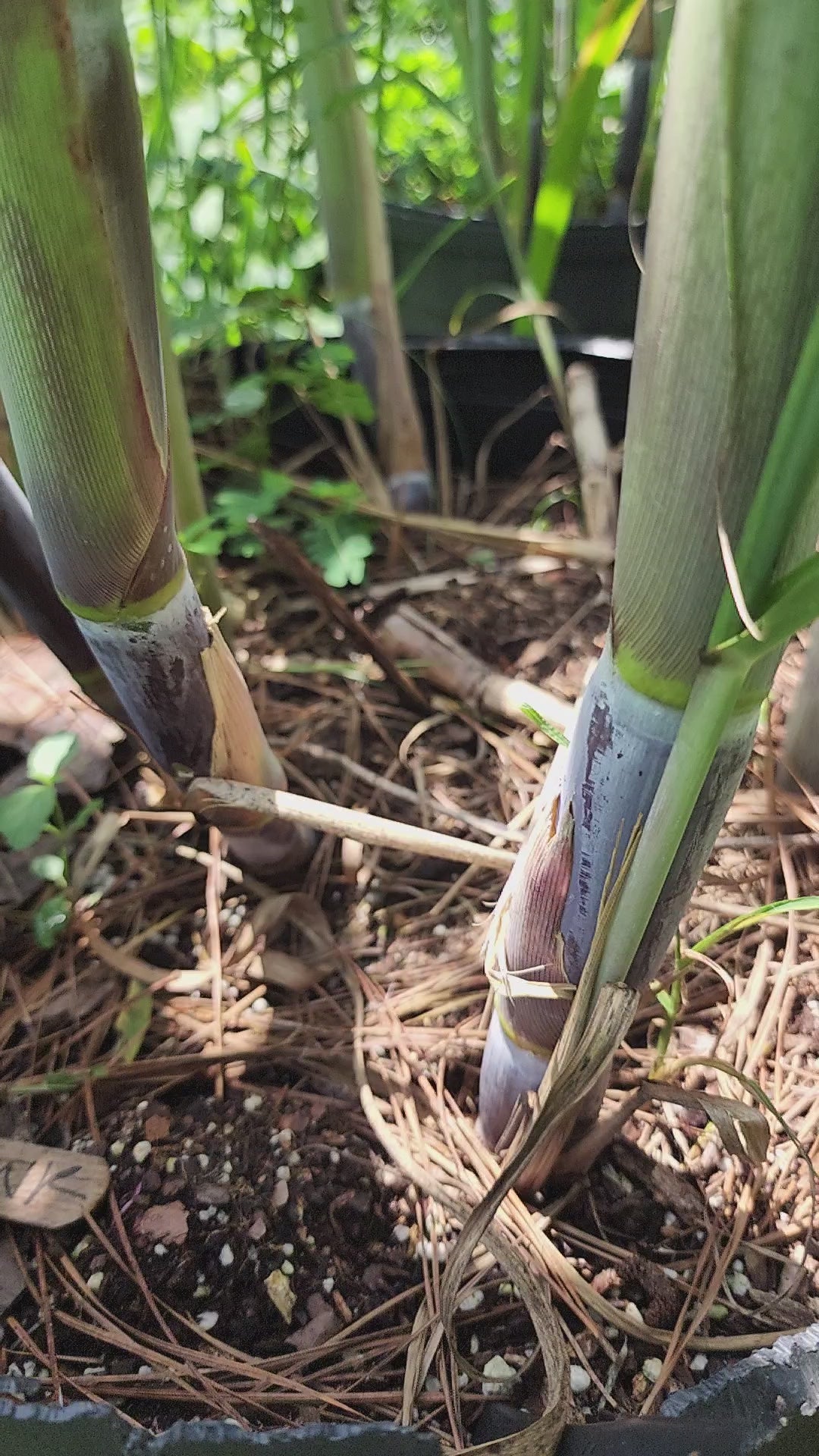 Sugarcane "Pink" - Live Plant