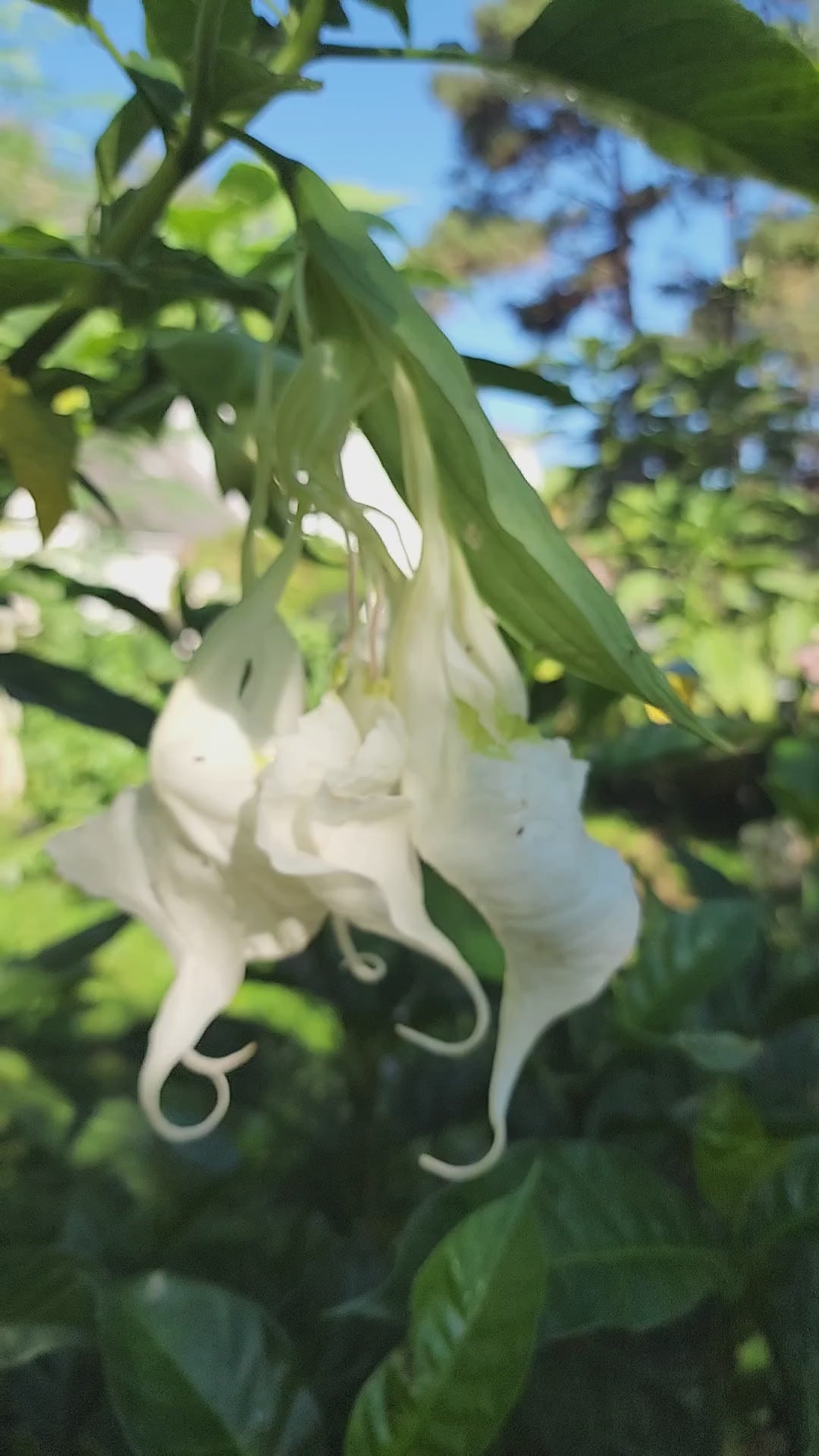Angel's Trumpet "Shredded White" - Live Plant