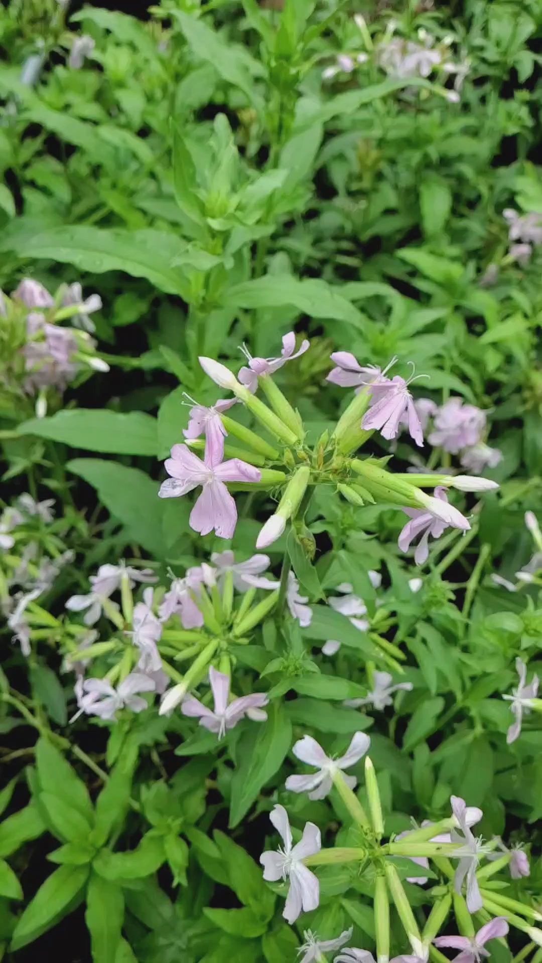 Soapwort - Live Plant