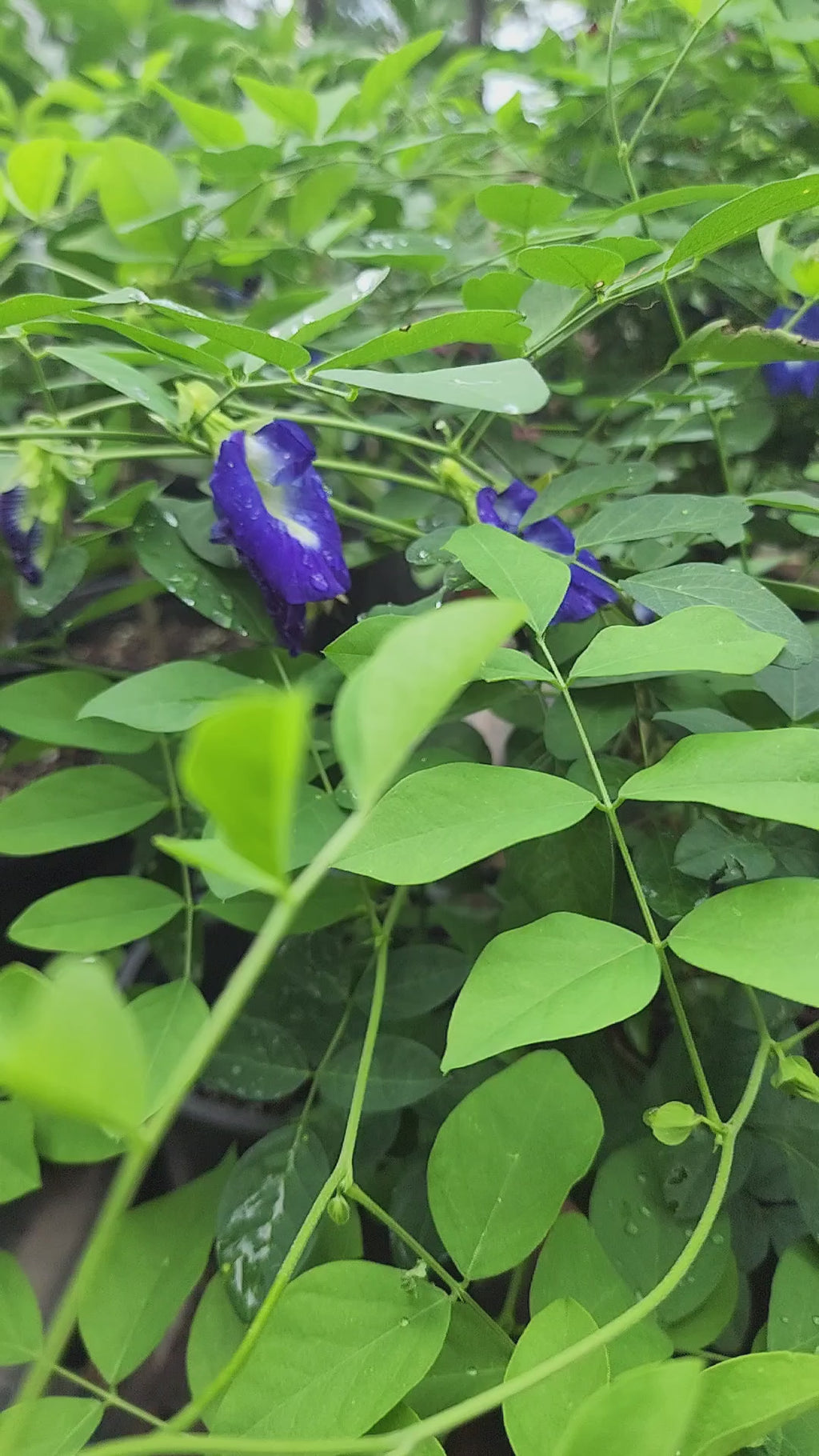 Butterfly Pea "Blue" - Live Plant