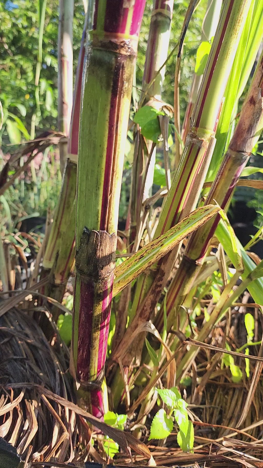 Sugarcane "Jamaican Striped" - Live Plant