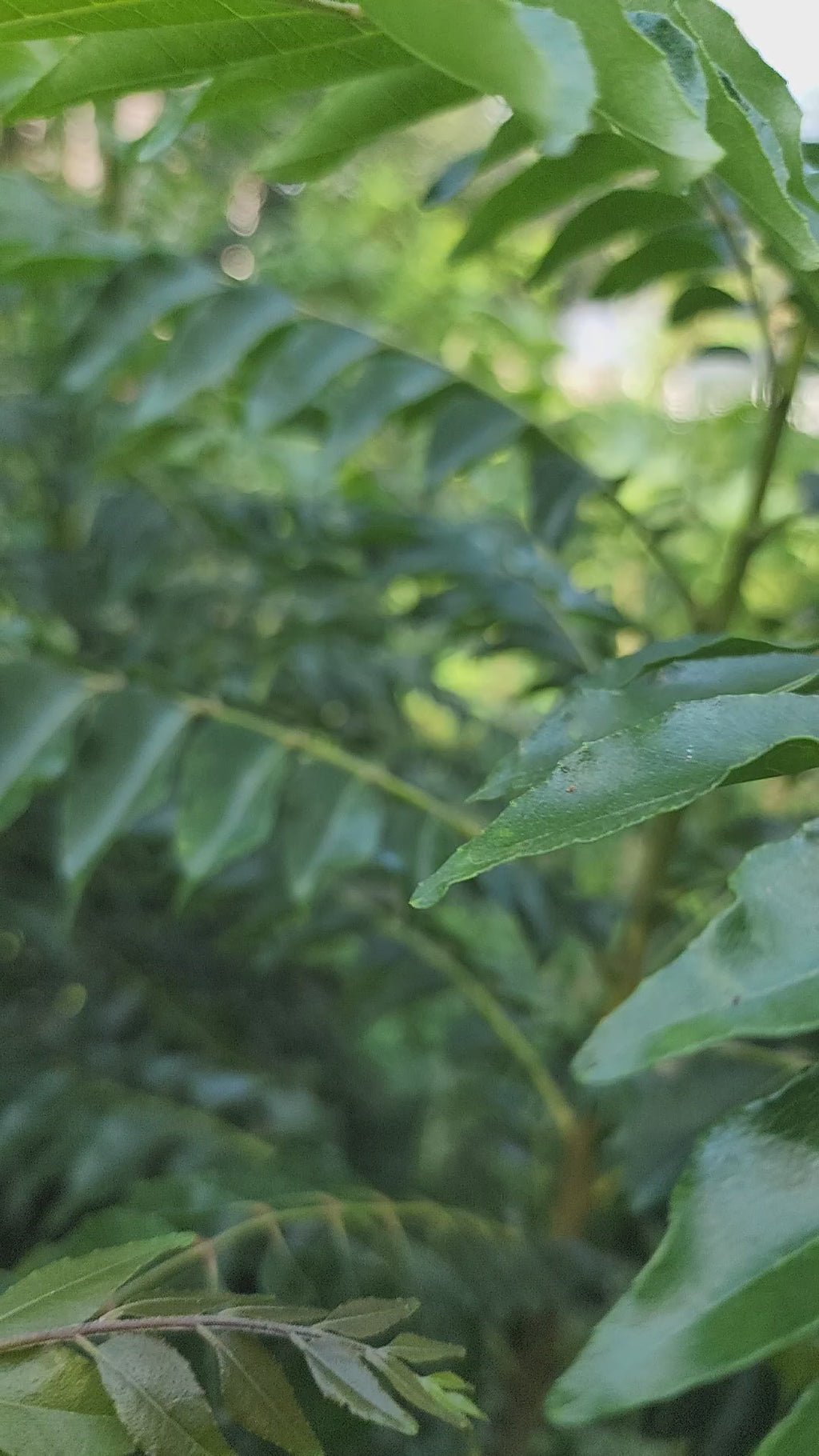 Curry Leaf Tree- Live Plant