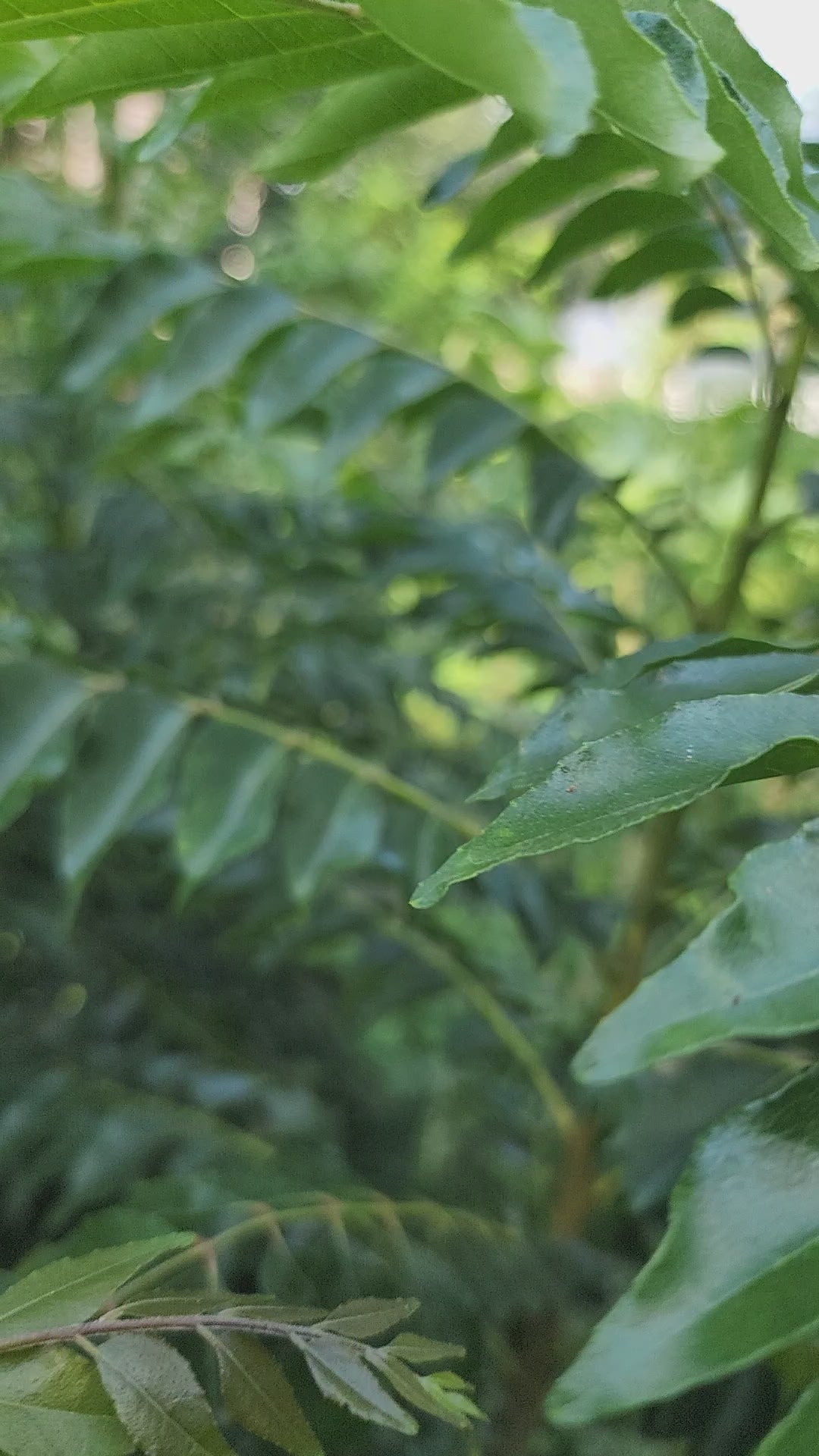 Curry Leaf Tree- Live Plant