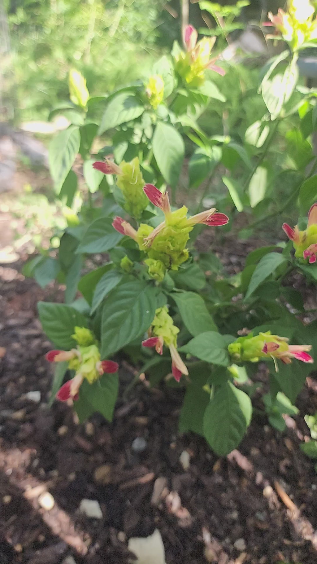 Shrimp Plant "Fruit Cocktail" - Live Plant