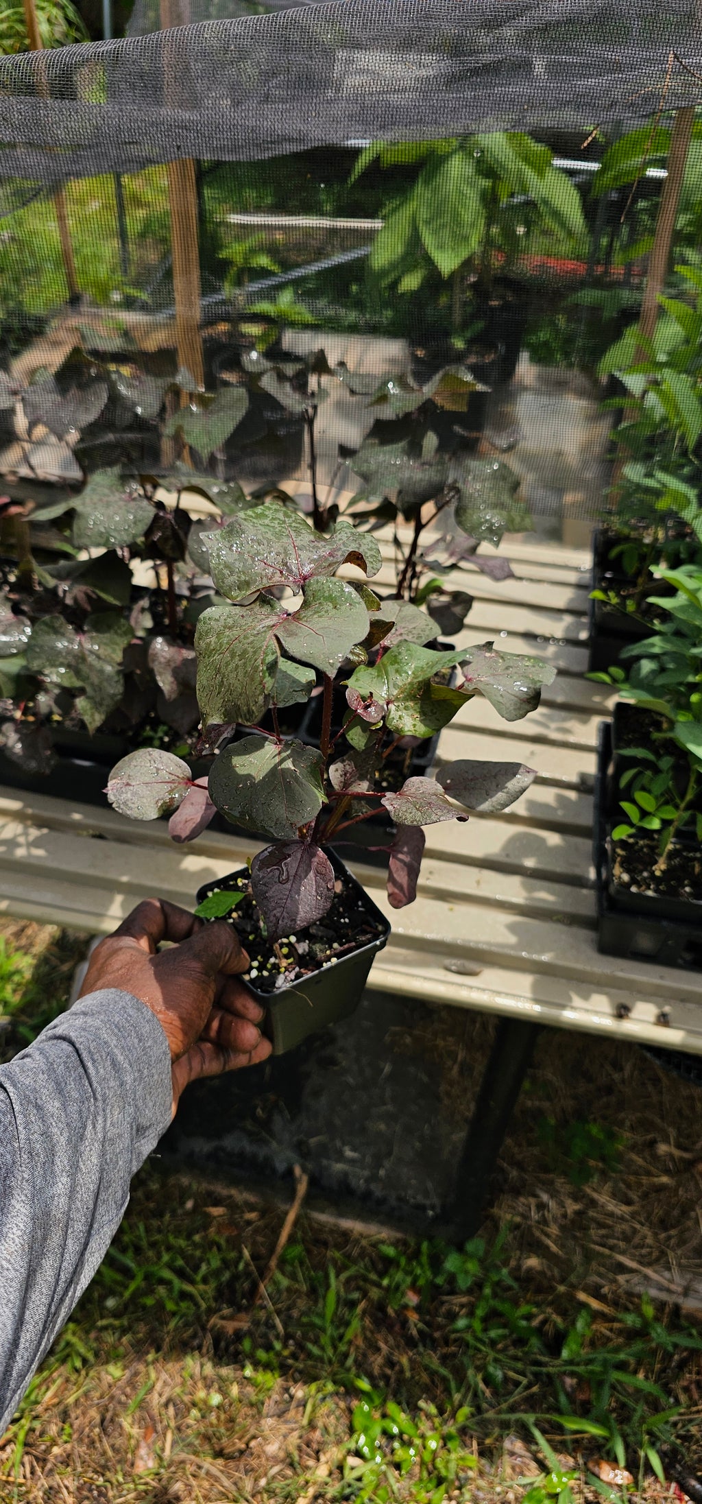 Cotton "Black" - Live Plant